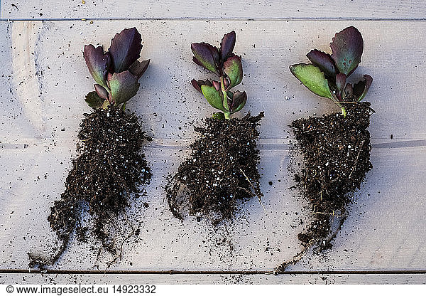 High angle close of three small succulents with soil attached to roots.
