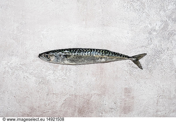 High angle close up of a fresh mackerel fish.