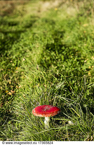 High angle close up of a toadstool growing in a field.