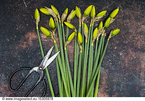 High angle close up of bunch of daffodils and pair of scissors.