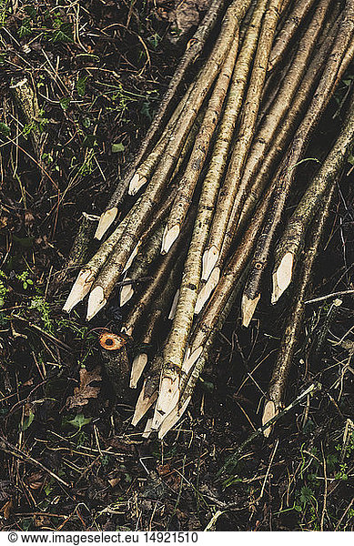 High angle close up of bunch of wooden stakes used in traditional hedge building.