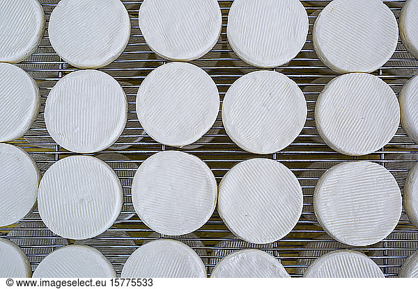 High angle close up of cheese-making  Camembert cheese drying in cool storage on wire racks.