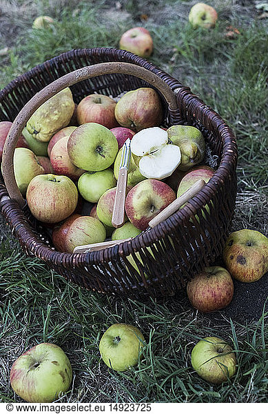 High angle close up of freshly picked apples in a brown wicker basket.