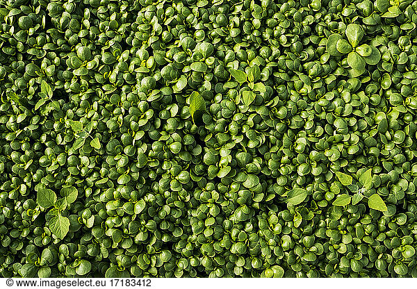 High angle close up of freshly picked watercress  full frame.
