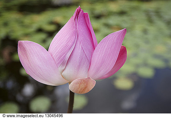 High angle close-up of lotus water lily in pond