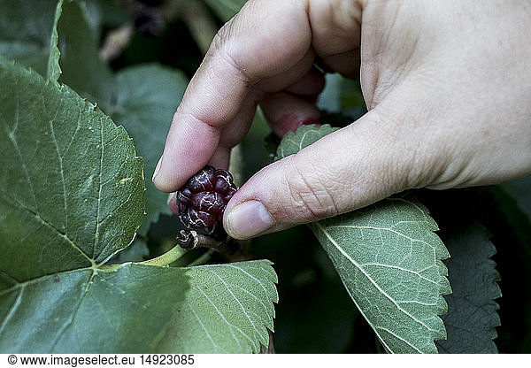 High angle close up of person picking fresh blackberry.