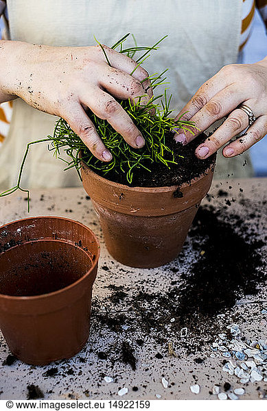 High angle close up of person planting succulents in potting soil in a terracotta pot.