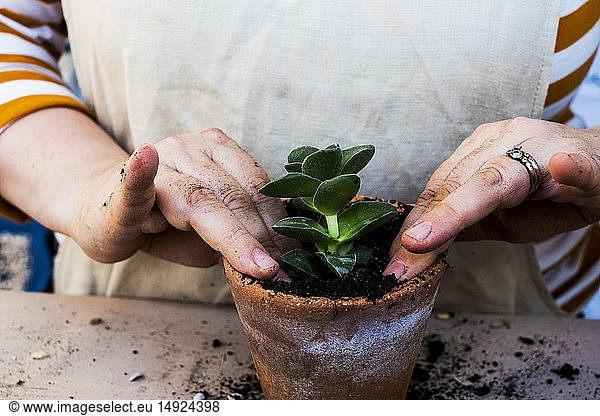 High angle close up of person planting succulents in potting soil in a terracotta pot.