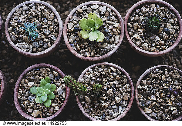 High angle close up of succulents planted in gravel in terracotta pots.