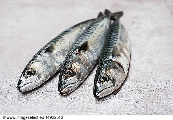 High angle close up of three fresh mackerel fish.
