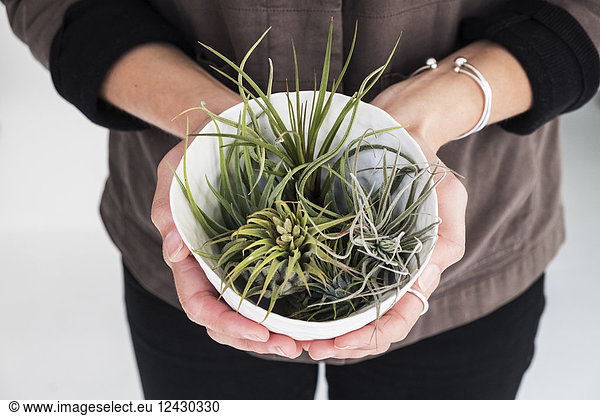 High angle close up of woman holding plant pot with a selection of air plants.