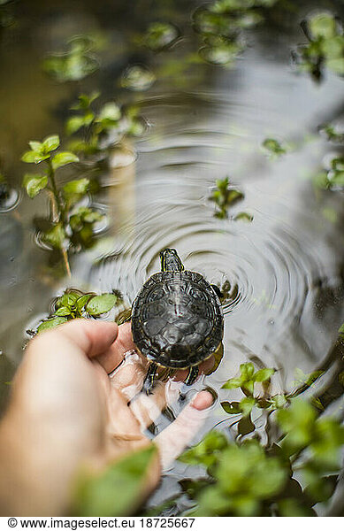 High angle of biologist releasing a Western Painted Turtle into a pond