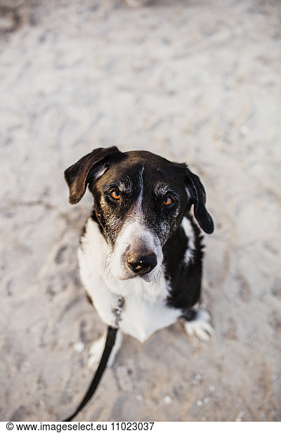 High angle portrait of dog sitting on beach