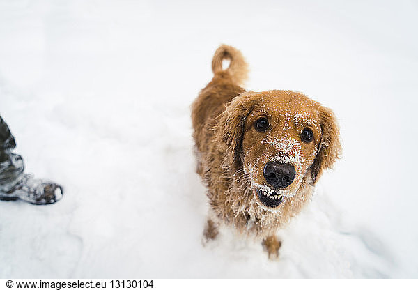High angle portrait of Golden Retriever standing on snow covered field