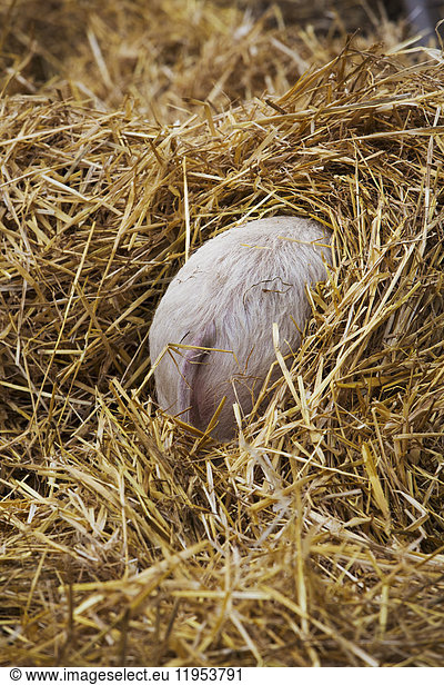 High angle rear view of piglet hiding in a heap of straw.