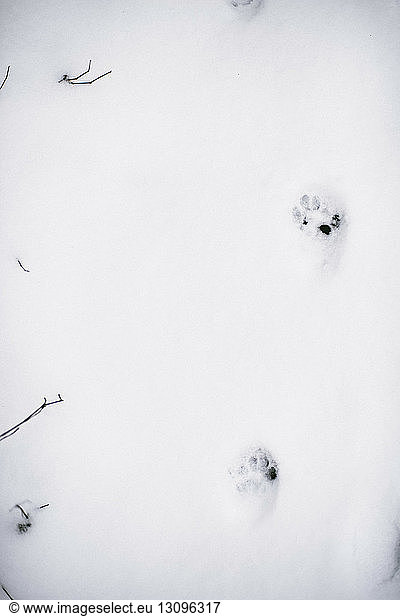 High angle view of animal paw prints on snow