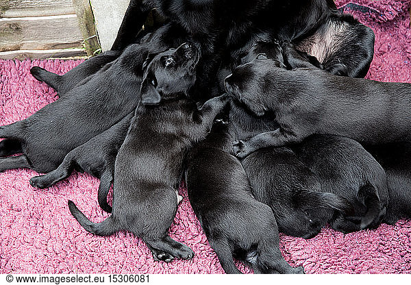 High angle view of Black Labrador nursing puppies.