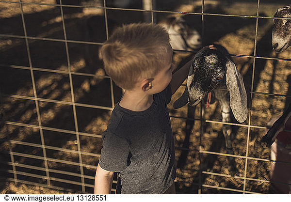 High angle view of boy petting goat in animal pen