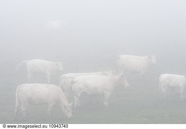 High angle view of cows grazing on field during foggy weather