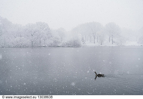 High angle view of duck swimming on lake during snowfall