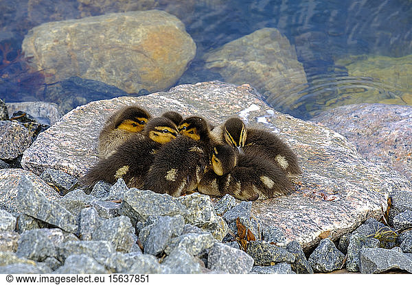 High angle view of ducklings on rock by lake