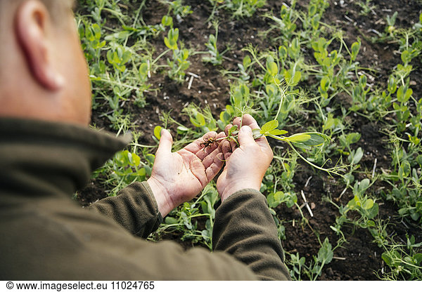 High angle view of farmer holding plant on field