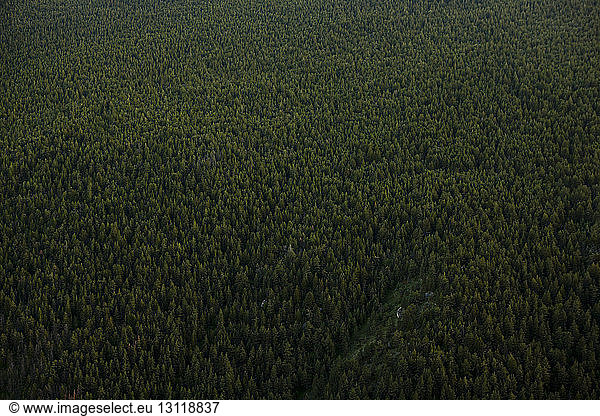 High angle view of forest
