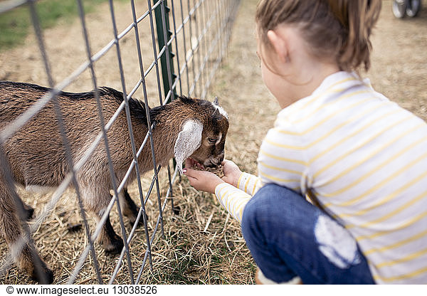 High angle view of girl feeding food to goat kid at farm