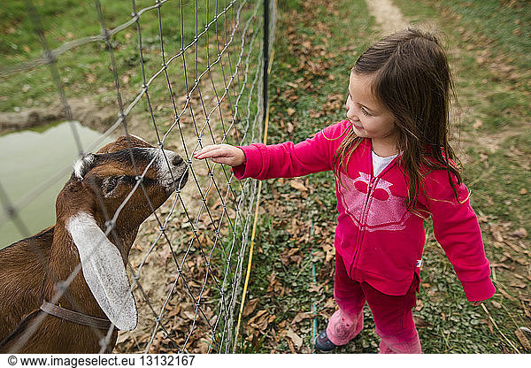 High angle view of girl touching kid goat through fence at farm
