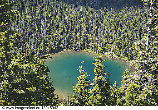High angle view of lake amidst trees at Mount Rainer National Park