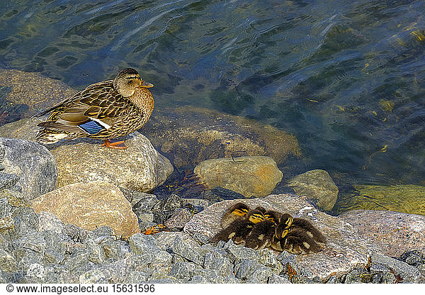 High angle view of Mallard duck with ducklings on rocks by lake