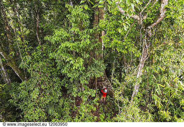 High angle view of man standing at bottom of large tropical tree in a rain forest.