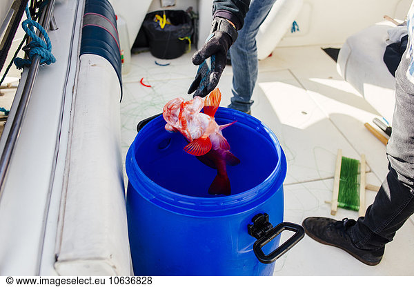 High angle view of man throwing fish in container on nautical vessel