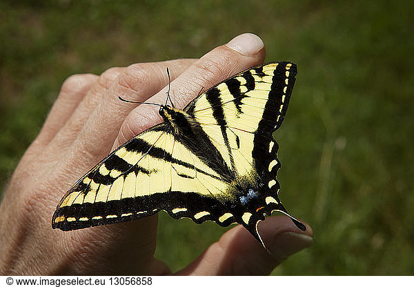 High angle view of monarch butterfly on hand
