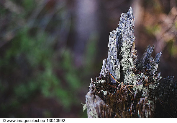 High angle view of moss on damaged wood