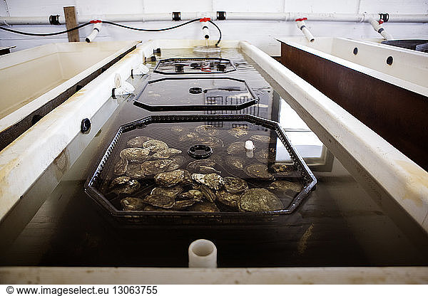 High angle view of oysters in containers