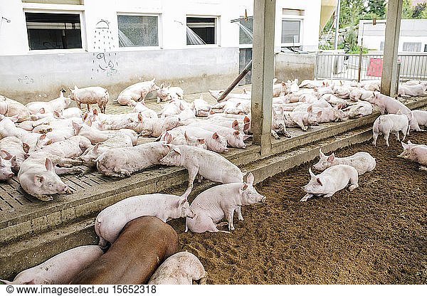 High angle view of pigs relaxing in pigpen