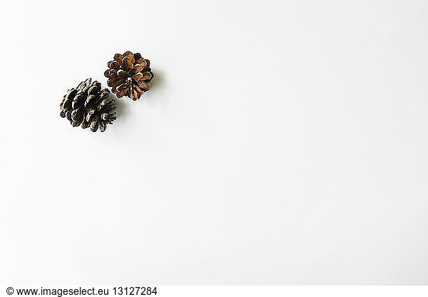 High angle view of pine cones on white background