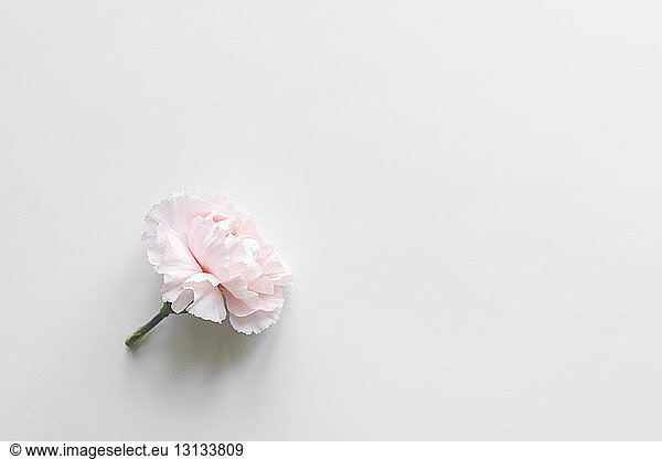 High angle view of pink carnation flower