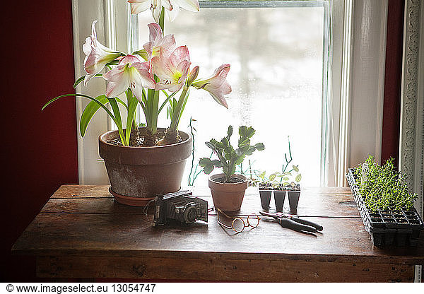 High angle view of potted plants and equipment on table at home