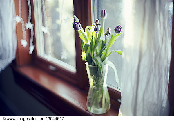 High angle view of purple tulips in vase on window sill