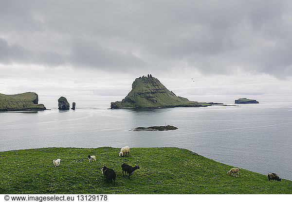 High angle view of sheep and goat grazing on hill by sea against stormy clouds