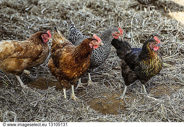 High angle view of small flock of brown chickens.