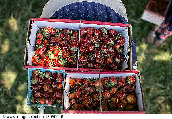 High angle view of strawberries in containers at farm
