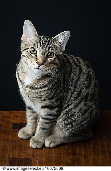High Angle View of Tabby Cat Sitting on Bench Against Black Background