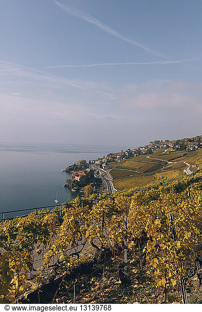 High angle view of terraced vineyard by Lake Geneva against sky
