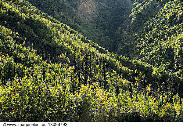 High angle view of trees growing in forest at Yukon_Charley Rivers National Preserve
