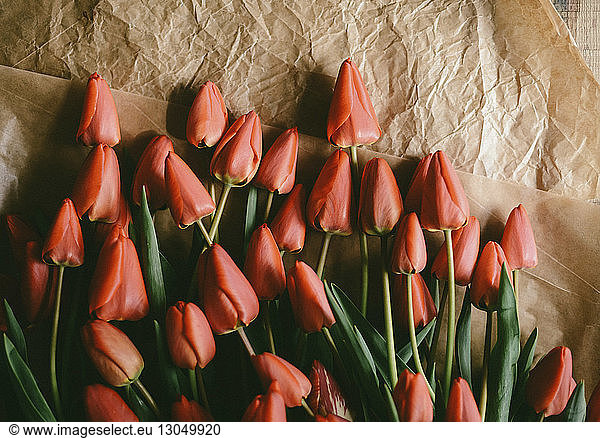 High angle view of tulips with crumpled papers on table