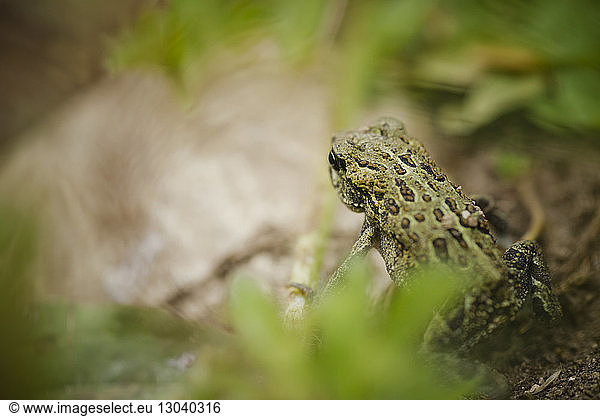 High angle view of western toad on field