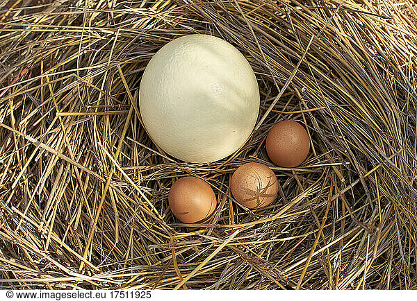 High angle view of white and brown eggs in nest